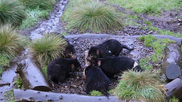 Tasmanian devils fighting over carcass