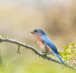 Male Eastern Bluebird carrying insects to feed his brood