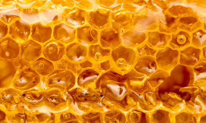 Fresh honey in the comb. macro