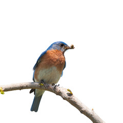 Male Eastern Bluebird with an insect in his beak for the brood; isolated on white