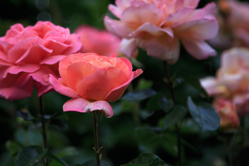 roses in summer