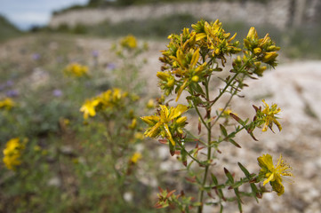 St John's wort (Hypericum perforatum)