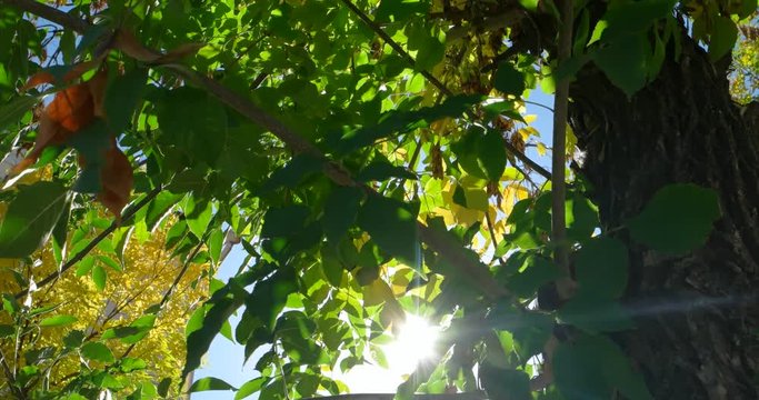 Green park trees background backlit