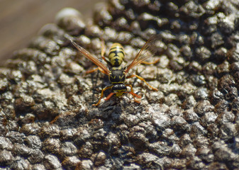 Wasp nest with wasps sitting on it. Wasps polist. The nest of a family of wasps which is taken a close-up