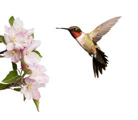 Male Hummingbird hovering next to light pink apple blossoms, isolated on white © pimmimemom
