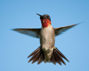 Front view of a male Hummingbird in flight with wings and tail spread out, against clear blue sky