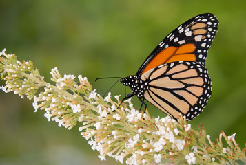 Monarch butterfly feeding on a white cluster of flowers