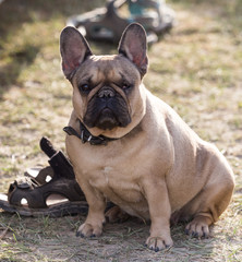 Portrait of a dog on the nature
