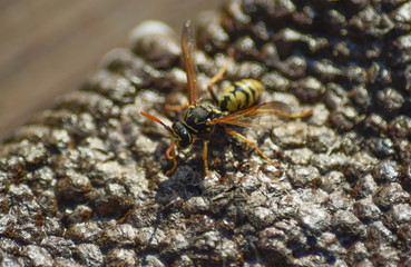 Wasp nest with wasps sitting on it. Wasps polist. The nest of a family of wasps which is taken a close-up