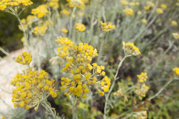 Obraz premium Dwarf everlast or immortelle (Helichrysum arenarium)