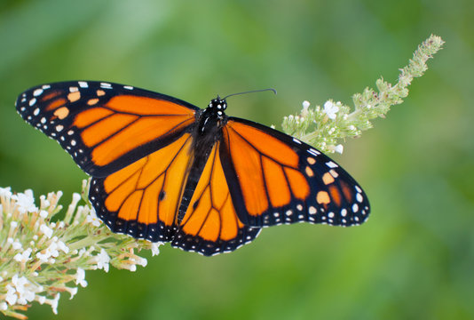  Male Monarch butterfly feeding on a white flowers of a butterfly bush against summer green background