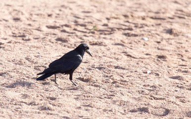 black crow on the sand