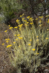 Dwarf everlast or immortelle (Helichrysum arenarium)