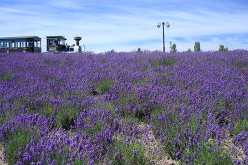 Fototapeta na wymiar Sapporo park a lavender field