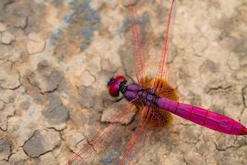 Close up of Red Skimmer or Firecracker Dragonfly - Red Dragonfly -  Adult dragonflies are characterized by large multifaceted eyes.
