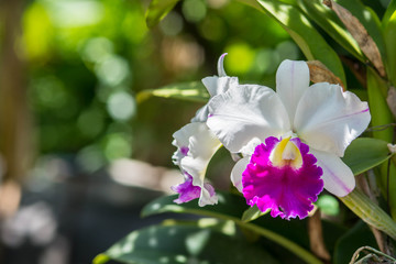 Obraz premium Orchids