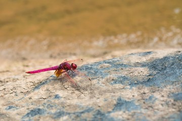 Close up of Red Skimmer or Firecracker Dragonfly - Red Dragonfly -  Adult dragonflies are characterized by large multifaceted eyes.
