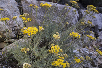 Dwarf everlast or immortelle (Helichrysum arenarium)