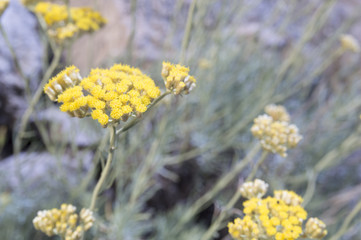 Dwarf everlast or immortelle (Helichrysum arenarium)