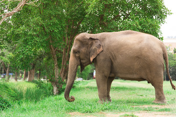 Fototapeta na wymiar Elephant in green field