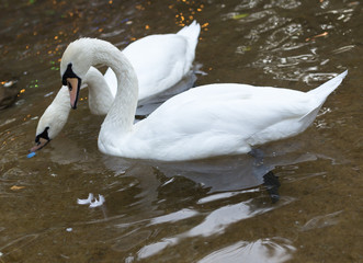 two swans on the pond