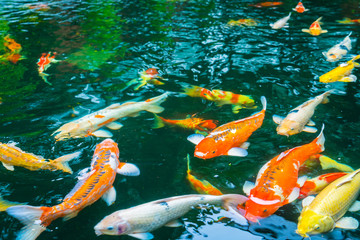 Colorful Koi fish swimming in water .