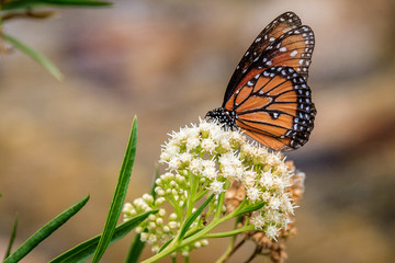 Monarch Butterfly migrates through Catalina State Park near Tucson, Arizona on it's annual migration to Mexico.