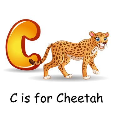 Animals alphabet: C is for Cheetah 