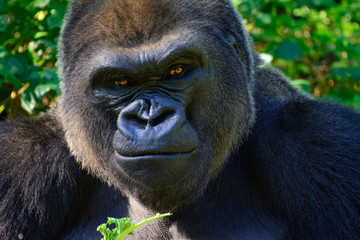 Male Silverback Western Lowland gorilla - obrazy, fototapety, plakaty