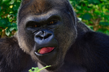 Male Silverback Western Lowland gorilla