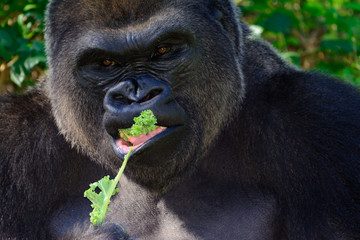 Male Silverback Western Lowland gorilla