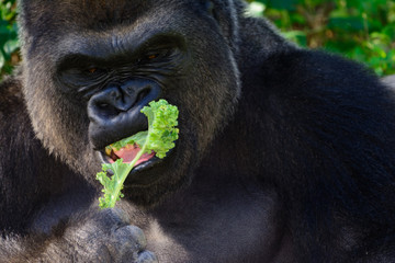Male Silverback Western Lowland gorilla