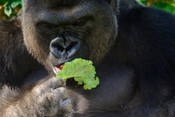 Male Silverback Western Lowland gorilla