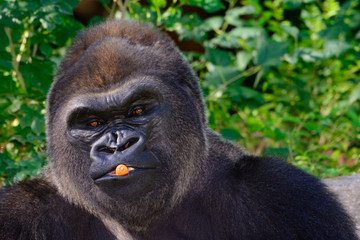 Male Silverback Western Lowland gorilla