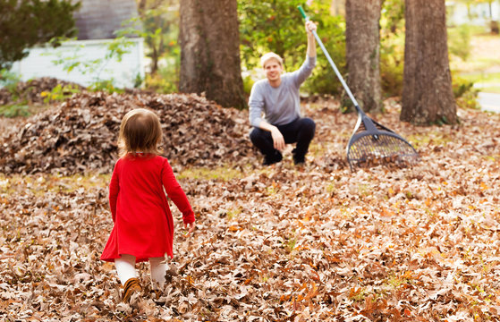 Toddler girl running to her father raking leaves in the fall