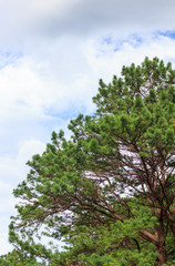 Fototapeta premium Pine