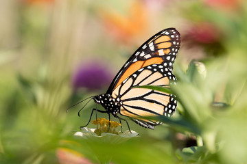 Monarch_Butterfly1