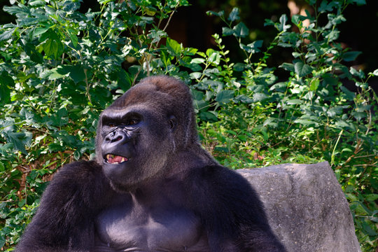 Silverback Images – Browse 73,706 Stock Photos, Vectors, and Video ...
