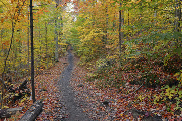 Autumn foliage with red, orange and yellow fall colors in a Northeast forest with hiking trail