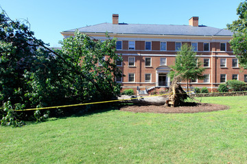 Storm damaged tree knocked down during Hurricane Matthew in front of a red brick apartment building