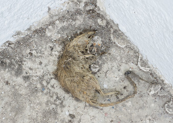 Dead rat carcass