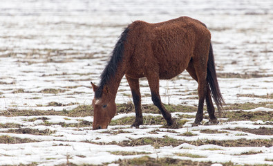 a horse in a pasture in winter