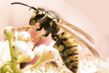 European Wasp