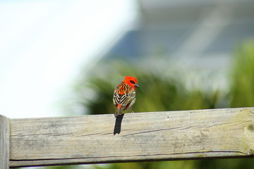 oiseau cardinal