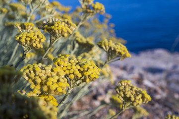 Dwarf everlast or immortelle (Helichrysum arenarium)
