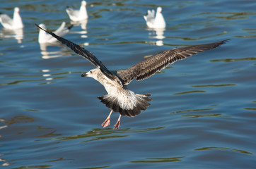 Migratory seagull at Bang-Pu coastal townin Thailand.