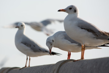 Migratory seagull one looking down two looking straight against