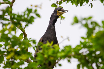 Little cormorant, Javanese cormorant (Microcarbo niger)