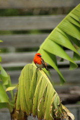 oiseau cardinal