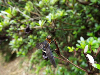 クロバネツリアブ